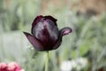 Close up of beautiful flowering tulips in garden in springtime. Colorful spring Background. Sunny day. Detail view of blooming Royalty Free Stock Photo