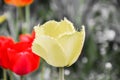 Close up of beautiful flowering yellow shaggy tulips in garden in springtime. Colorful spring Background. Sunny day Royalty Free Stock Photo