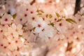 Close up of beautiful flowers of blooming cherry. Spring bloom sacura trees. Springtime background Royalty Free Stock Photo