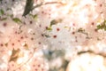 Close up of beautiful flowers of blooming cherry. Spring bloom sacura trees. Springtime background Royalty Free Stock Photo