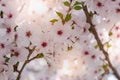 Close up of beautiful flowers of blooming cherry. Spring bloom sacura trees. Springtime background Royalty Free Stock Photo