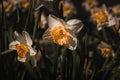 Close up of beautiful flowers of daffodils. Spring bloom yellow flowers on a dark Royalty Free Stock Photo