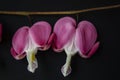 Close up beautiful flowers Bleeding heart Royalty Free Stock Photo