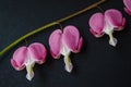 Close up beautiful flowers Bleeding heart Royalty Free Stock Photo