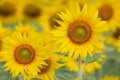 Sunflower isolated on white background copy space Royalty Free Stock Photo