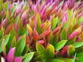 Close-up of beautiful flowers in Tradescantia spathacea Rhoeo discolor, known as Moses in the cradle