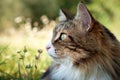 close up of a beautiful fluffy norwegian forest cat looking forward. Profile view. Cat Portrait. Royalty Free Stock Photo