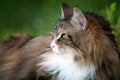 Close up of a beautiful fluffy norwegian forest cat looking forward. Profile view. Royalty Free Stock Photo