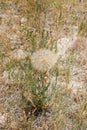 Beautiful fluffy white dandelion grows on the ground in the middle of field Royalty Free Stock Photo