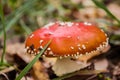 Close-up of a beautiful fly agaric in the autumn grass. Midges and mosquitoes sit on the red-orange with white spots on the Royalty Free Stock Photo