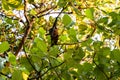 Close up of a beautiful flying fox hanging upside down on a tropical plant. Impressive image for any use