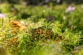 Close up of beautiful forest moss Polytrichum and wilted yellow autumn leaf on sunlight