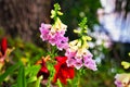 A close up of a beautiful foxglove flower. Royalty Free Stock Photo