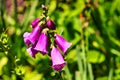 A close up of a beautiful foxglove flower. Royalty Free Stock Photo