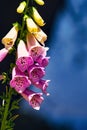 A close up of a beautiful foxglove flower. Royalty Free Stock Photo