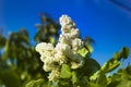 Close-up of beautiful fragrant white lilac flowers blooming on green bush with fresh leaves outdoors on bright blue sky background Royalty Free Stock Photo