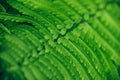 Close up of beautiful fresh green fern leaf background. Royalty Free Stock Photo