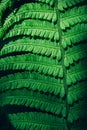 Close up of beautiful fresh green fern leaf background. Royalty Free Stock Photo