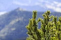 Close-up of beautiful fresh green fir- tree top on background of magnificent breathtaking peaceful blurred view of misty mountains Royalty Free Stock Photo