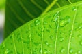 Close-up,Beautiful fresh green leaf with drop of water nature background Royalty Free Stock Photo