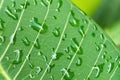 Close-up,Beautiful fresh green leaf with drop of water nature background Royalty Free Stock Photo