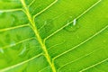 Close-up,Beautiful fresh green leaf with drop of water nature background Royalty Free Stock Photo