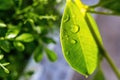 Close-up,Beautiful fresh green leaf with drop of water nature background Royalty Free Stock Photo