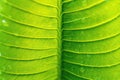 Close-up,Beautiful fresh green leaf with drop of water nature background Royalty Free Stock Photo
