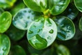 Close-up,Beautiful fresh green leaf with drop of water nature background Royalty Free Stock Photo