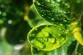Close-up,Beautiful fresh green leaf with drop of water nature background Royalty Free Stock Photo