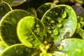 Close-up,Beautiful fresh green leaf with drop of water nature background Royalty Free Stock Photo