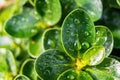 Close-up,Beautiful fresh green leaf with drop of water nature background Royalty Free Stock Photo