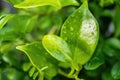 Close-up,Beautiful fresh green leaf with drop of water nature background Royalty Free Stock Photo