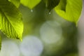 Close-up of beautiful fresh new shiny leaves of cherry tree with drops of dew glowing in summer sunlight on blurred bright green a Royalty Free Stock Photo