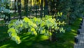 Close-up of beautiful fresh round leaves Eucalyptus gunnii Cider gum on blurred background of city public park `Krasnodar`