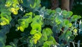 Close-up of beautiful fresh round leaves Eucalyptus gunnii Cider gum in city public park `Krasnodar` or `Galitsky park`.