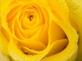 Close up of beautiful fresh yellow rose with water drops background Royalty Free Stock Photo