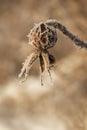 Closeup of a frosty rose hip in the winter Royalty Free Stock Photo