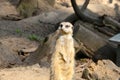 Close-up on a beautiful and funny meerkat. A species of mammals from the mongoose family.