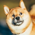 Close Up Of Beautiful Funny Young Red Shiba Inu Dog Royalty Free Stock Photo