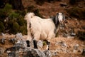 close-up of beautiful furry goat standing on large stone and looks at the camera