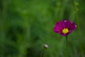 Close up of beautiful garden Cosmos bipinnatus. pink cosmos flowers bloom Royalty Free Stock Photo