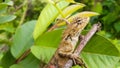 Close up of beautiful garden lizard on tree branch Royalty Free Stock Photo
