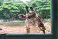 Close up Beautiful Giraffe living at the zoo