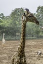 Close up Beautiful Giraffe living at the zoo