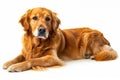 Close up of beautiful golden retriever dog. Generative AI Royalty Free Stock Photo