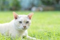 Close up beautiful and good health smart white young cat squat on the green lawn in bright day Royalty Free Stock Photo