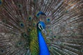 Close up beautiful of gorgeous of indian peacock fantail feather Royalty Free Stock Photo