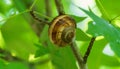 Close-up of beautiful grape snail Helix pomatia, Roman snail, Burgundy snail, edible snail or escargot in natural habitat Royalty Free Stock Photo