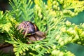 Close-up of beautiful grape snail Helix pomatia, Roman snail, Burgundy snail, edible snail or escargot on bright yellow-green Royalty Free Stock Photo